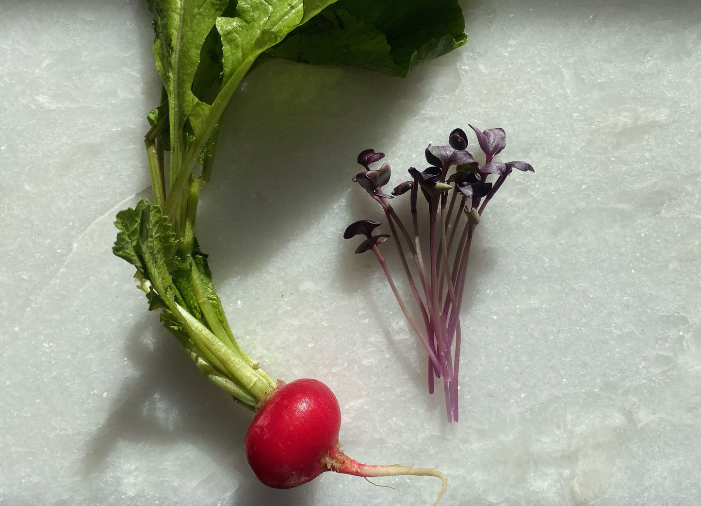 Radish Microgreens