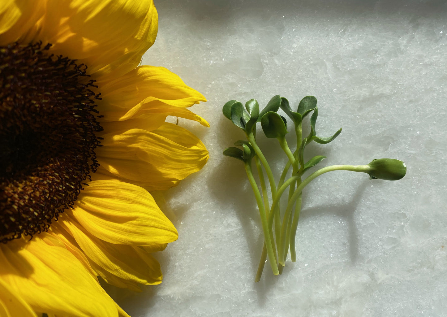Sunflower Microgreens