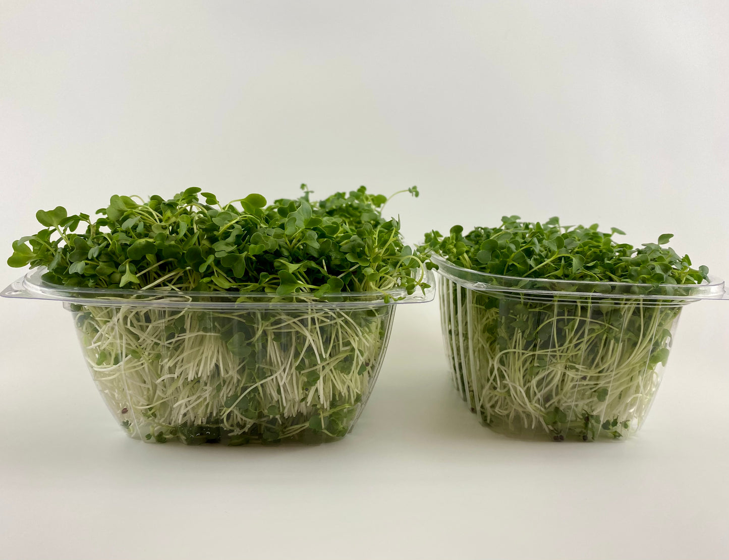 Broccoli Microgreens