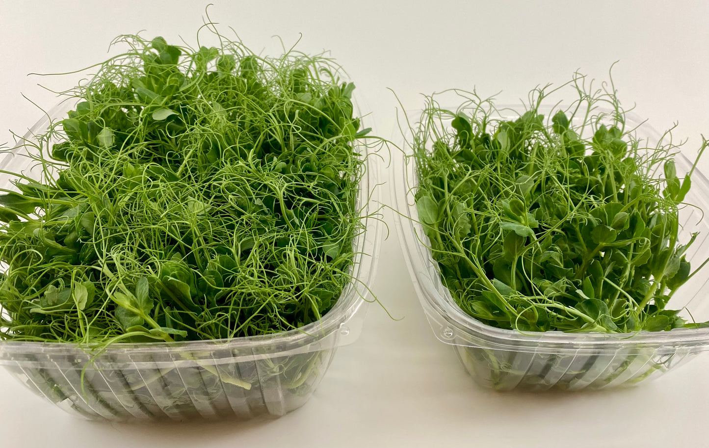 Sweet Pea Microgreens