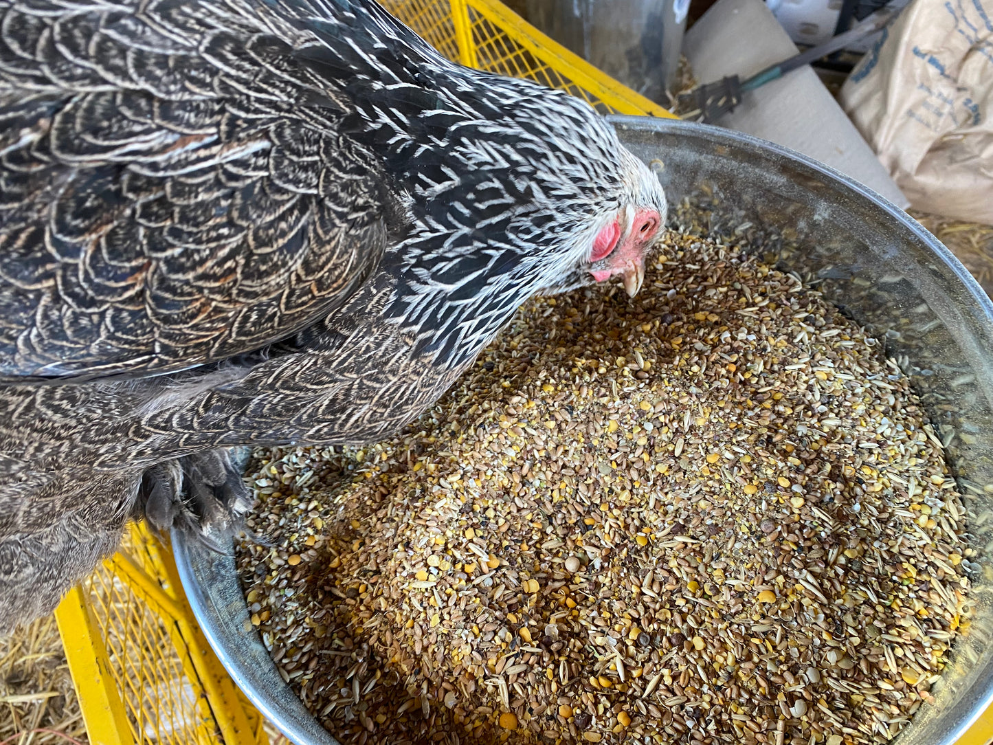 Organic Chicken Feed