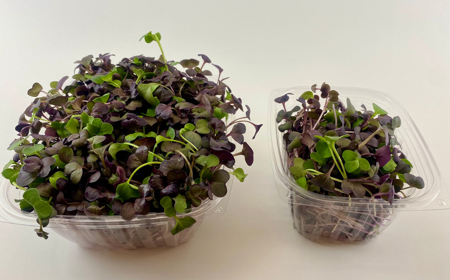 Radish Microgreens